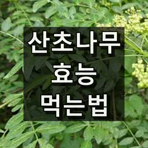 산초나무 효능과 먹는법은?