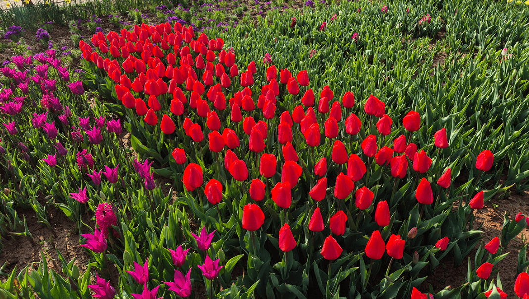 2024 태안 튤립축제