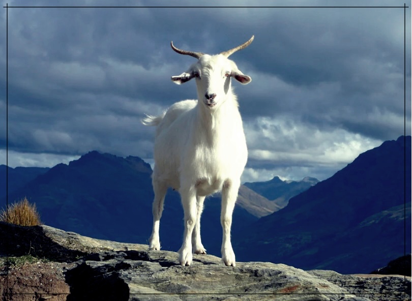 염소즙의 효능과 이점 그리고, 부작용 총정리.