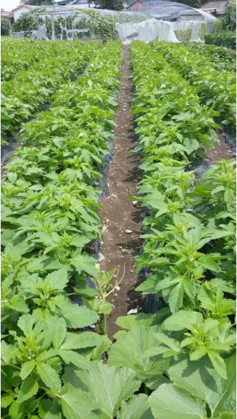 참깨 재배 돌려짓기 도복 방지 탈립 주의_6