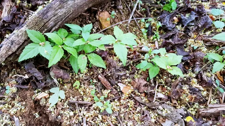 6시내고향 충북 충주 겨울 칡 & 더덕 파는 곳 전국 택배 온라인 전화 주문 추천