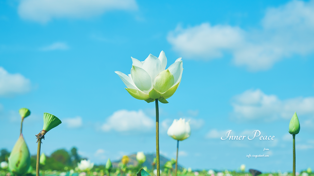02 백련 하늘배경 C - Inner Peace 연꽃배경화면