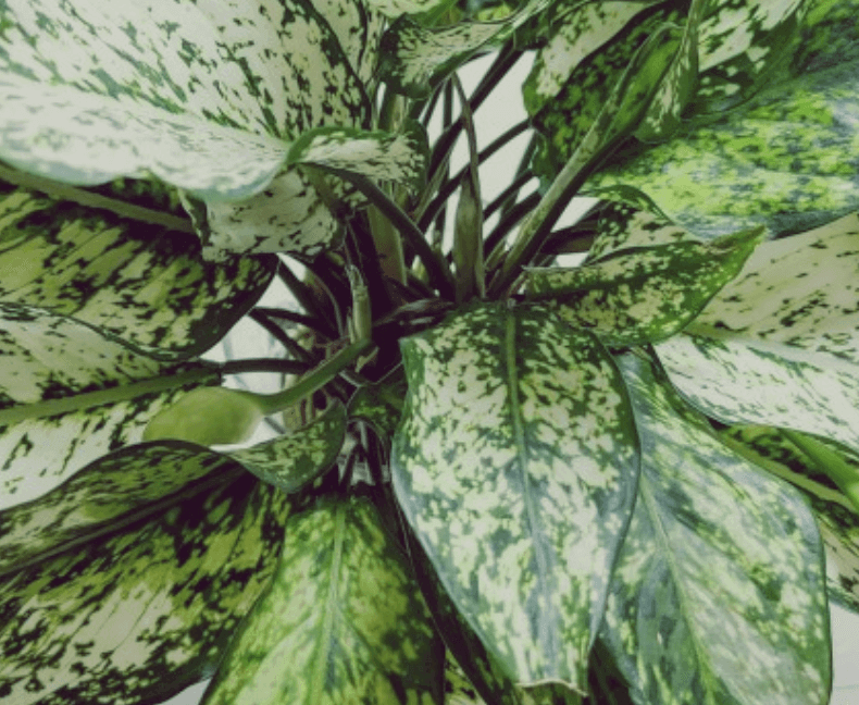 하얀잎의-스노사파이어