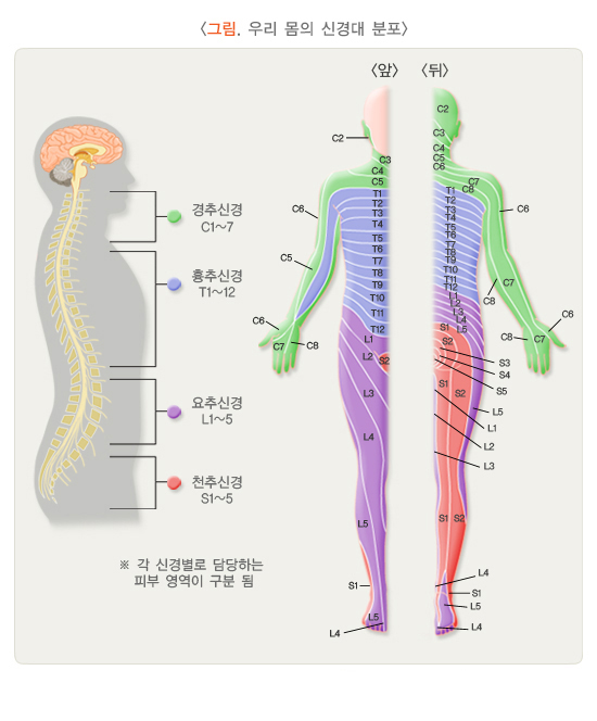 대상 포진 초기