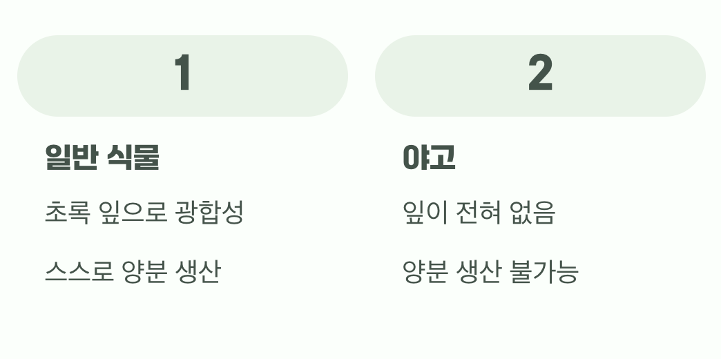 잎사귀 없는 식물의 비밀