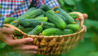 오이냉국 레시피