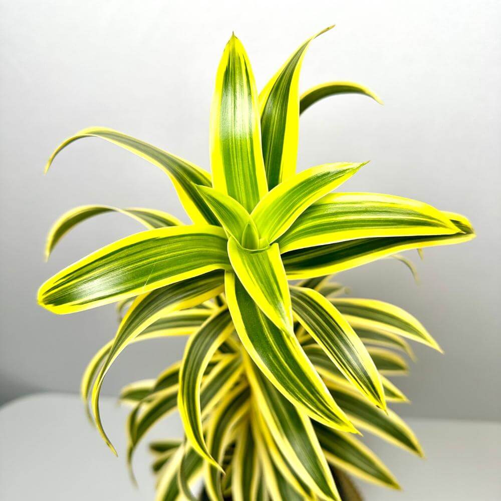 송오브 인디아 키우기