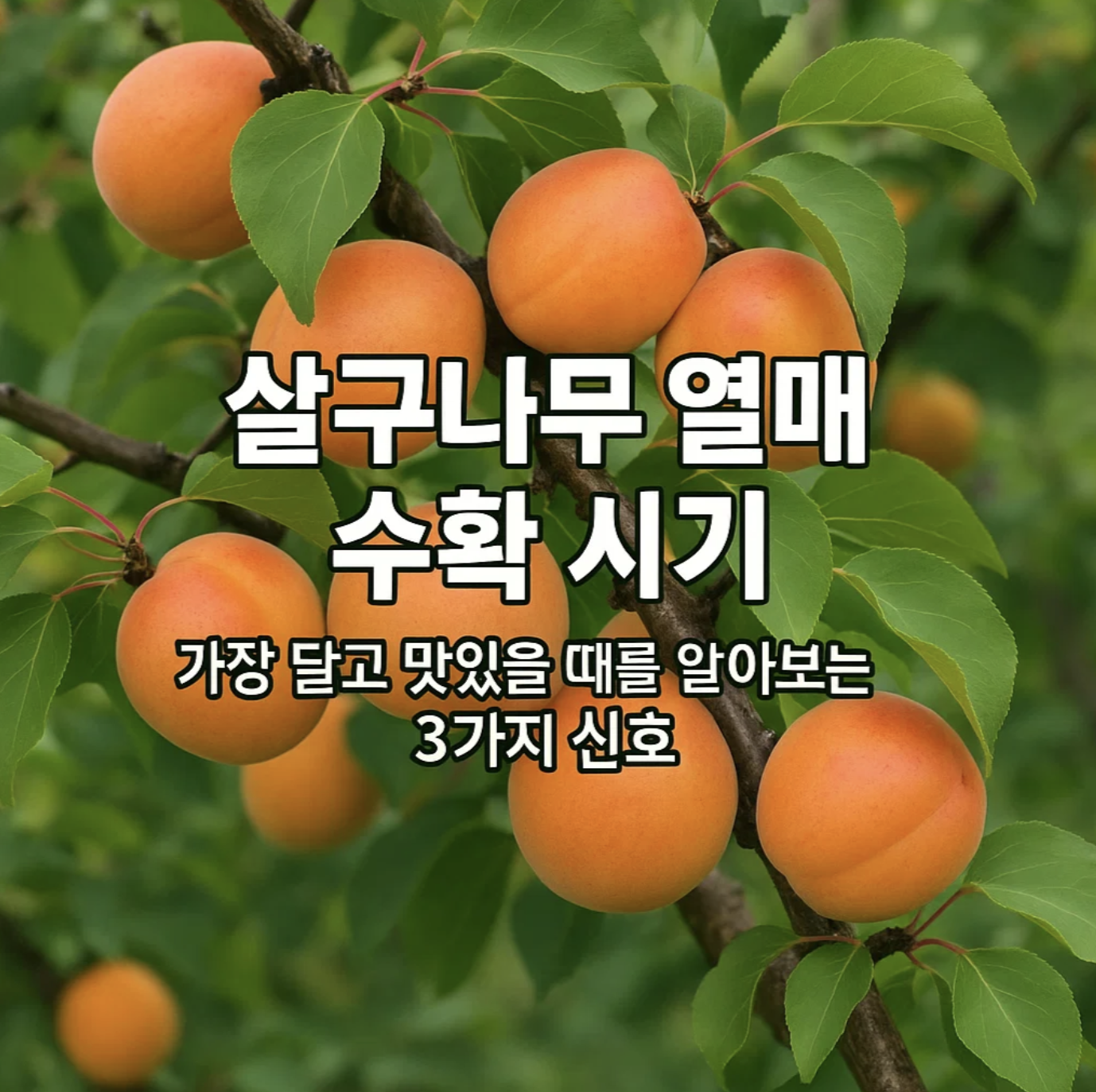 살구나무 열매 수확 시기, 가장 달고 맛있을 때를 알아보는 3가지 신호