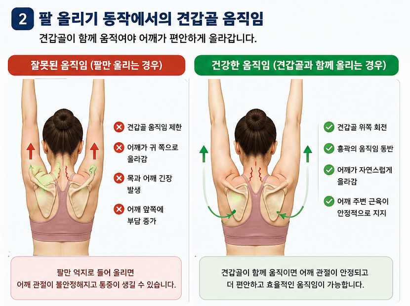 요가 해부학으로 이해하는 어깨 관절의 역할: 왜 부상 위험이 높은 부위일까?