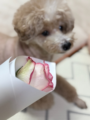 강아지와 함께 살면서 달라진 나의 일상