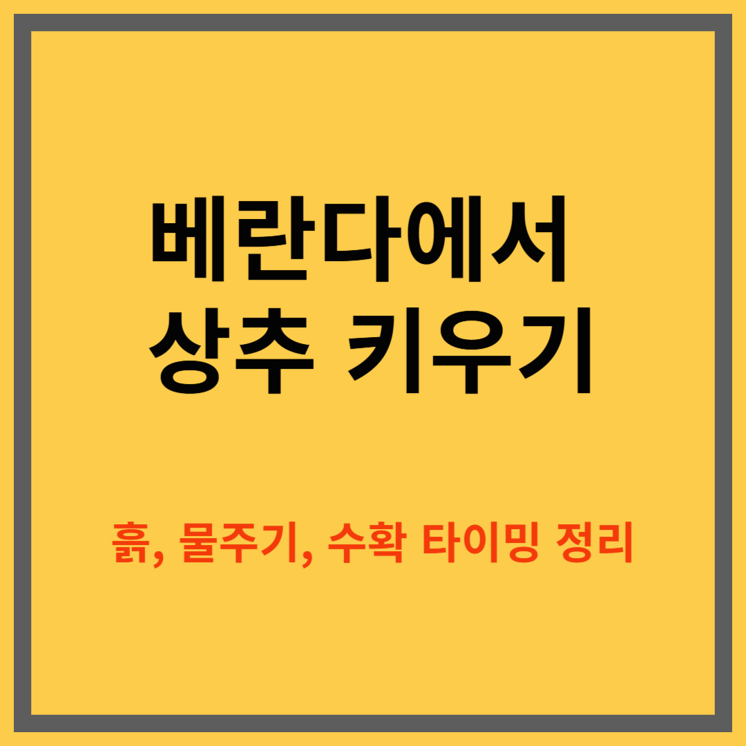 베란다에서 상추 키우는 방법, 화분 재배로 신선하게 수확하는 법