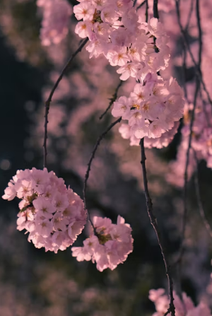 봄날의 경주 데이트&amp;#44; 벚꽃과 한옥 지붕 뷰를 품은 황리단길 고즈넉한 노키즈존 카페