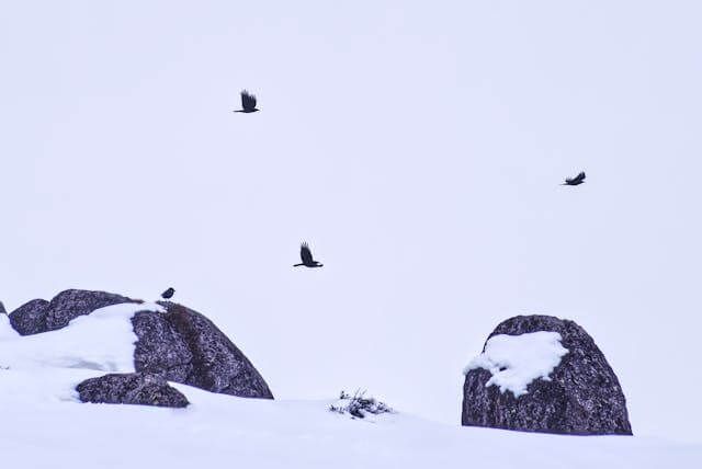 눈 오는 꿈 해몽과 상황 별 의미