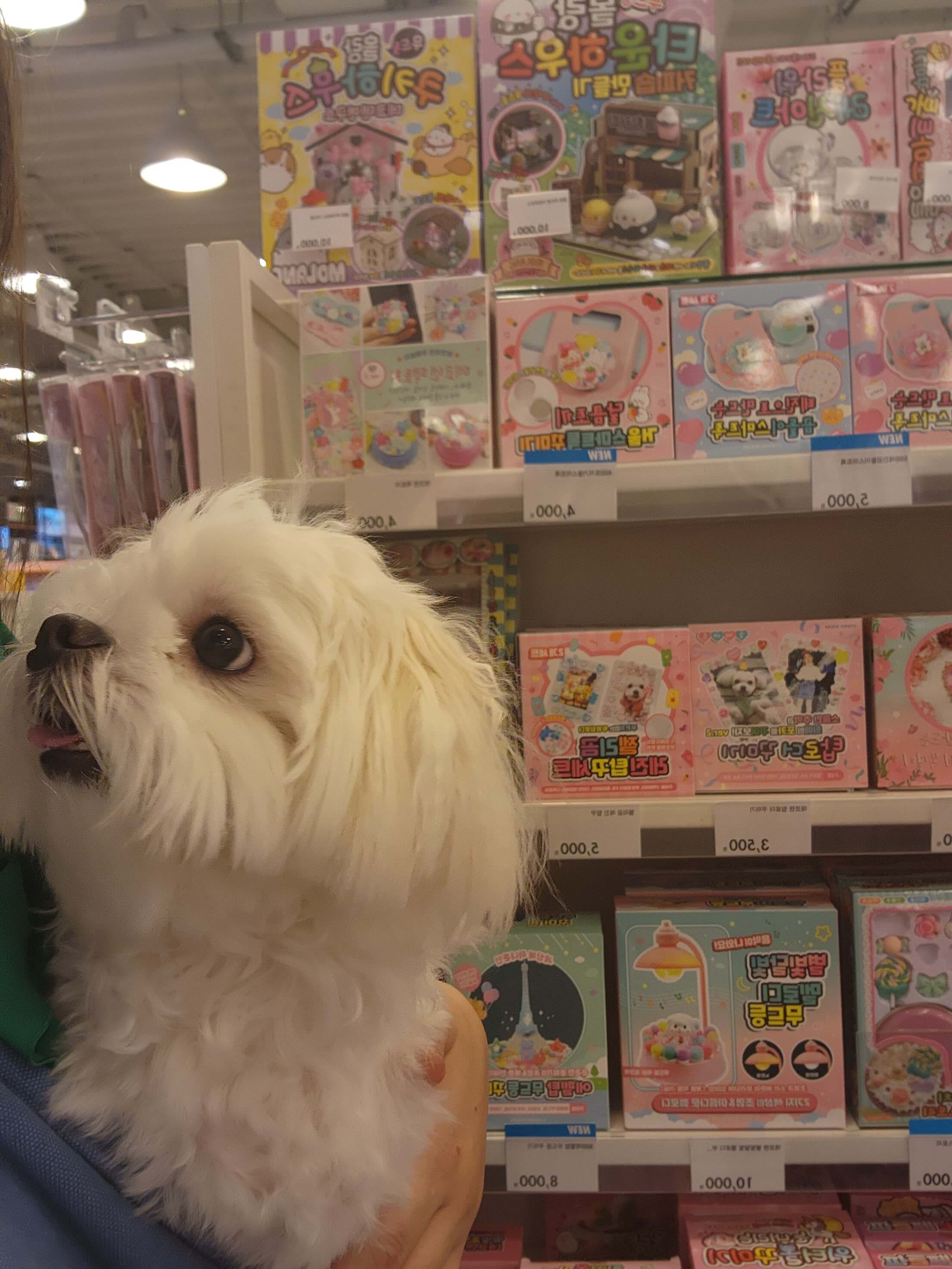 전주 애견동반 갈만한곳 객사길