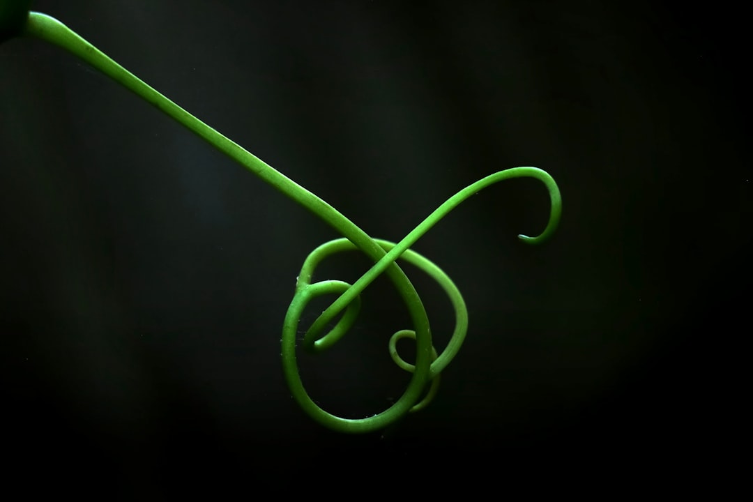 Serotonin
