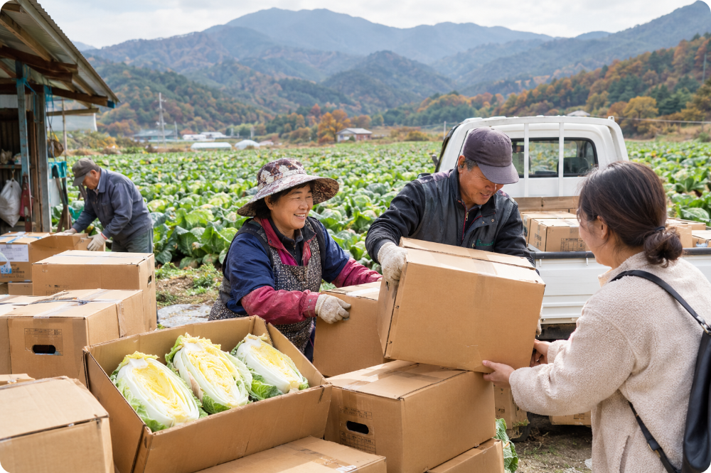 강원도 고랭지 절임배추 20kg 직거래 이미지