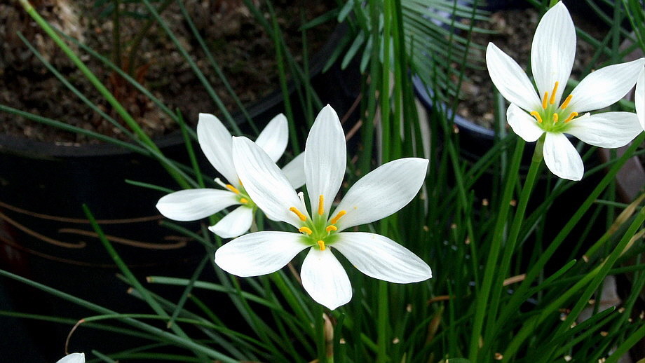 흰꽃나도사프란