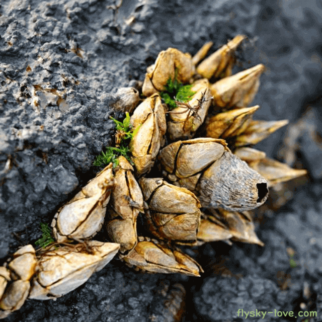 장내 유익균이 풍부한 거북손