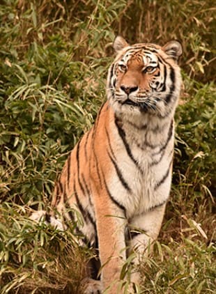 호랑이 한 마리가 숲속에 앉아 있다.