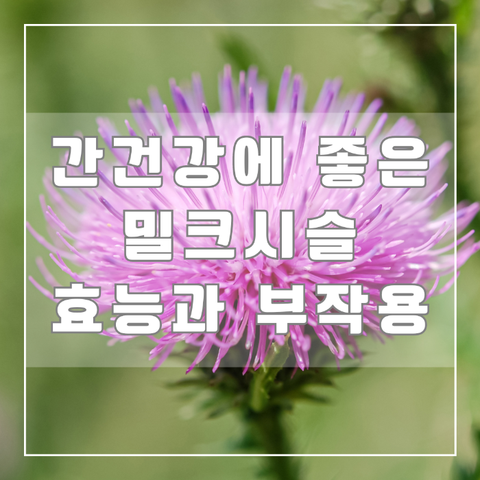 간 건강에 좋은 밀크시슬