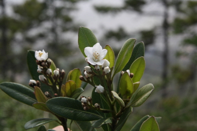 다정큼나무 꽃1