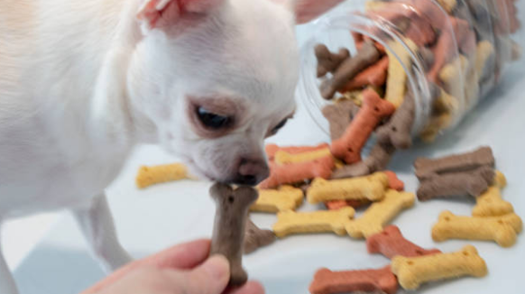 간식 너무 많이 주지 마세요!