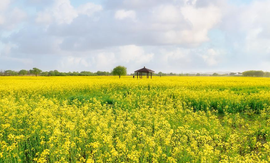 부여 세도 유채꽃단지