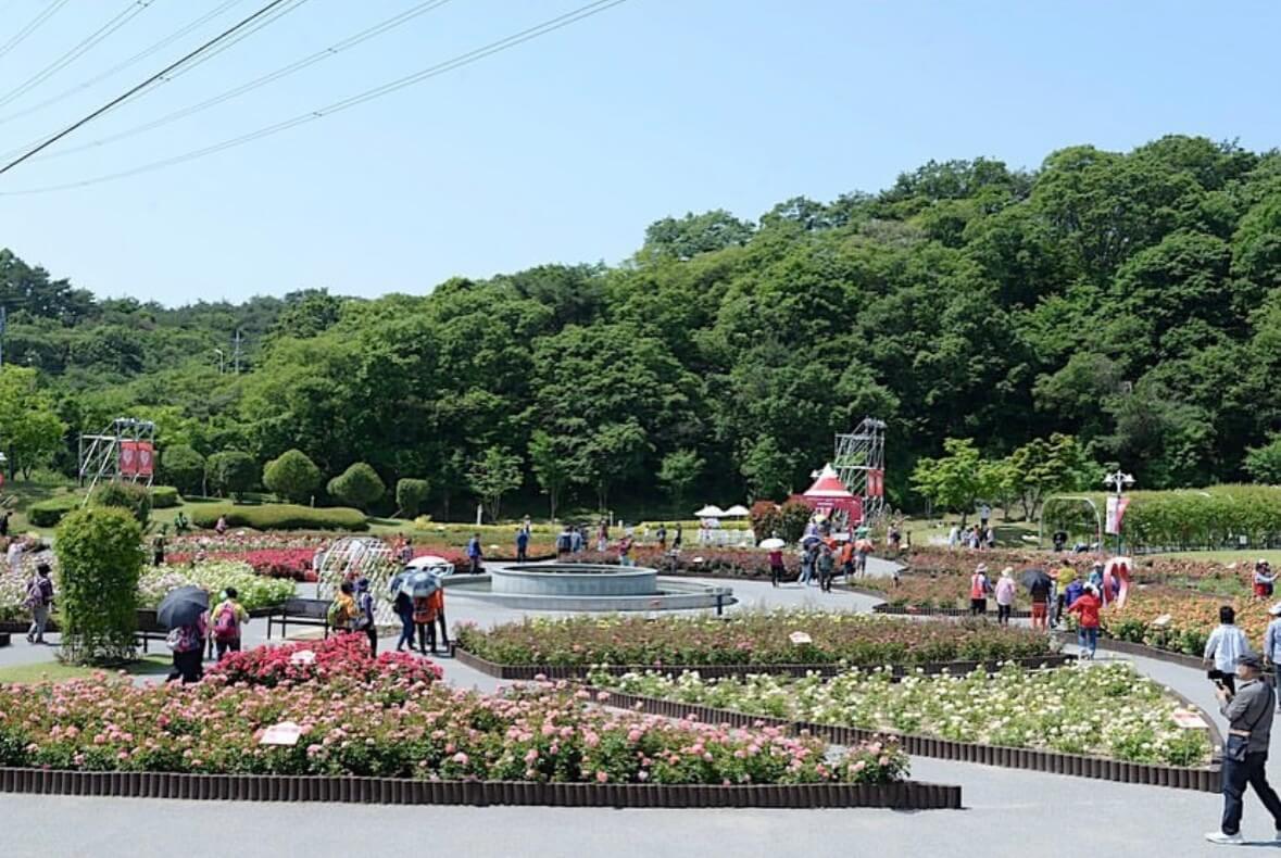 울산대공원 장미축제