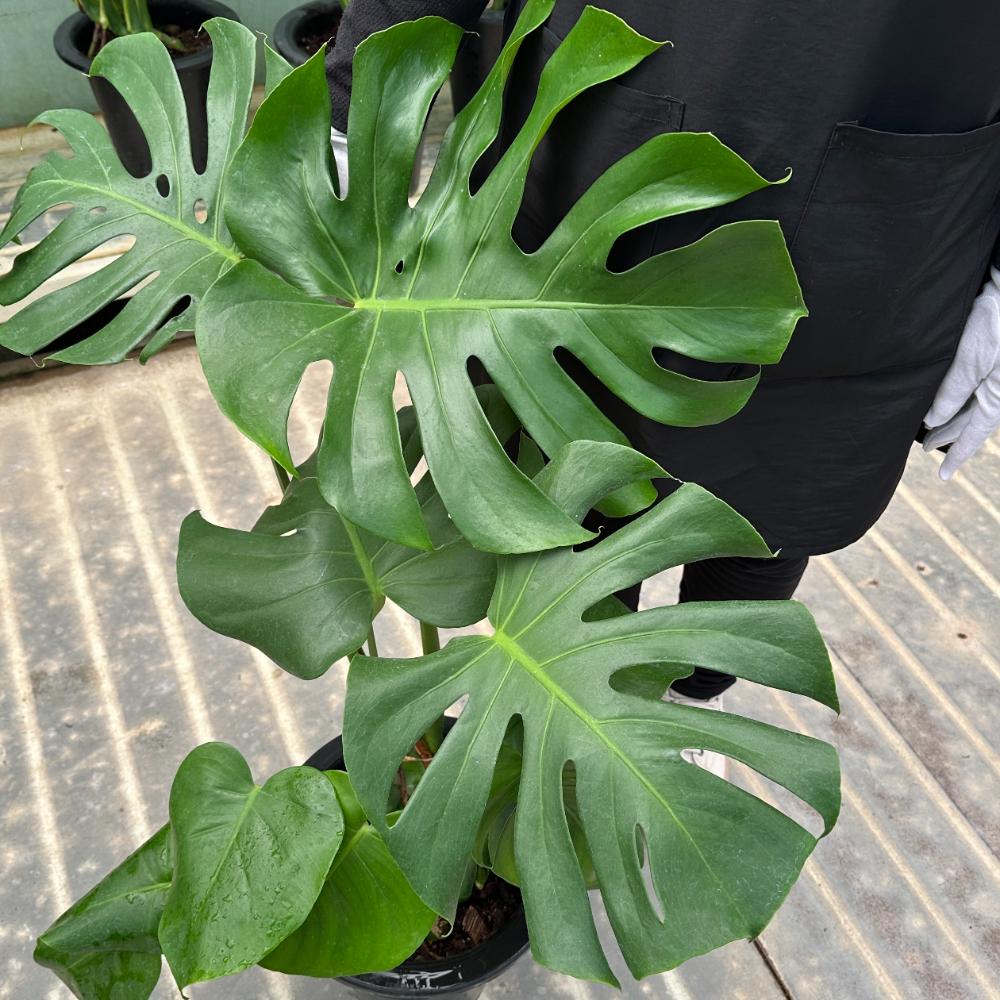 몬스테라 크게 키우는법 키우기 대품 잎이 누렇게 되었을때