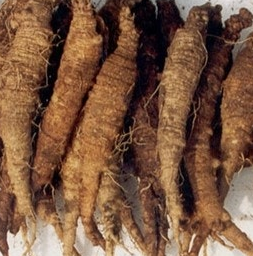 더덕 효능과 부작용 고르는법 칼로리 갱년기