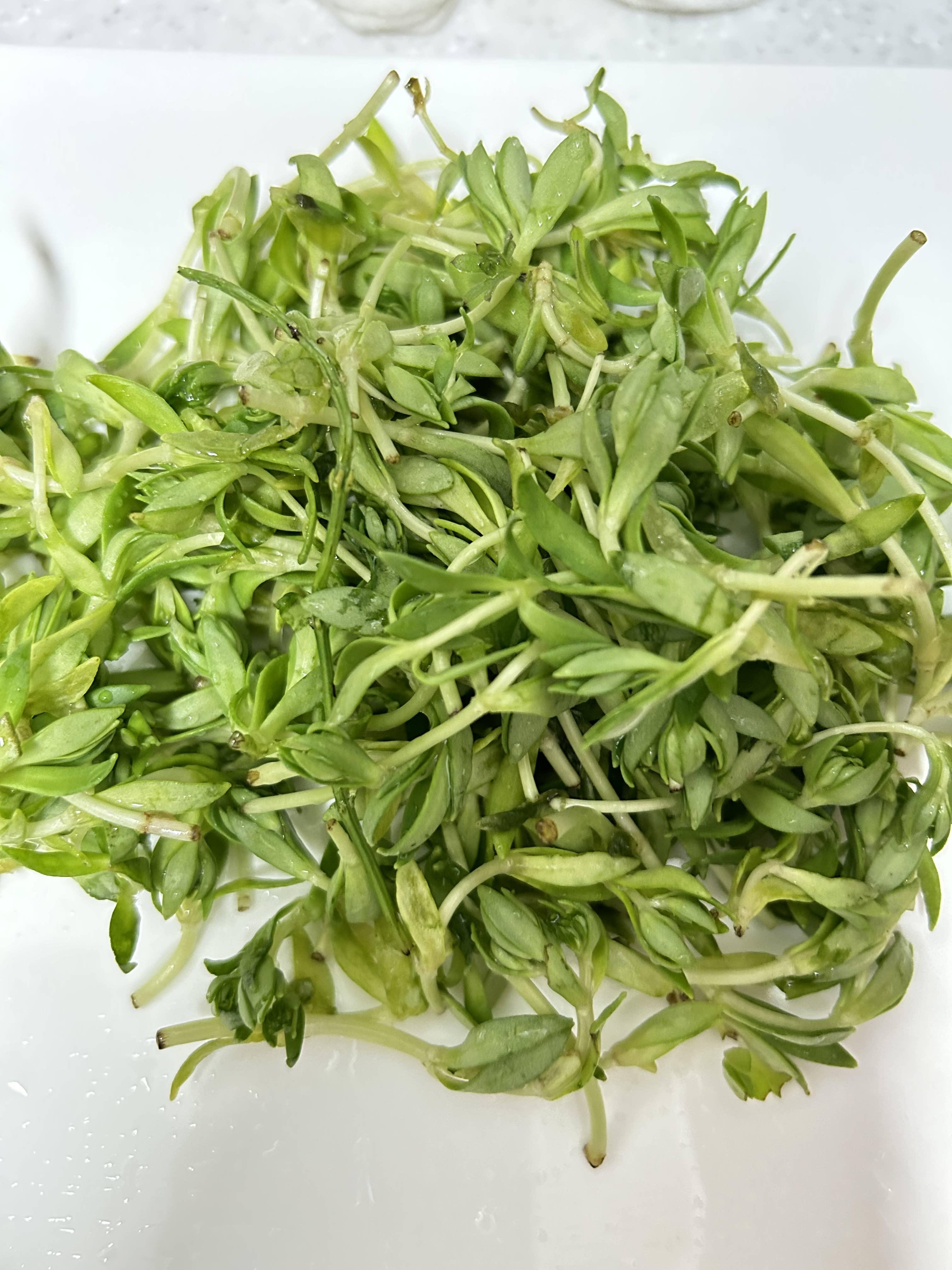 돌나물효능,돌나물먹는법,돌나물요리,돌나물레시피,돌나물보관하는법,돌나물부작용,돌나물영양소,돌나물제철,돌나물무침,돌나물전,돌나물국,돌나물비빔밥