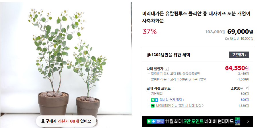 유칼립투스 키우기 및 오일 추천 (+ 효능 나무 수경 재배)