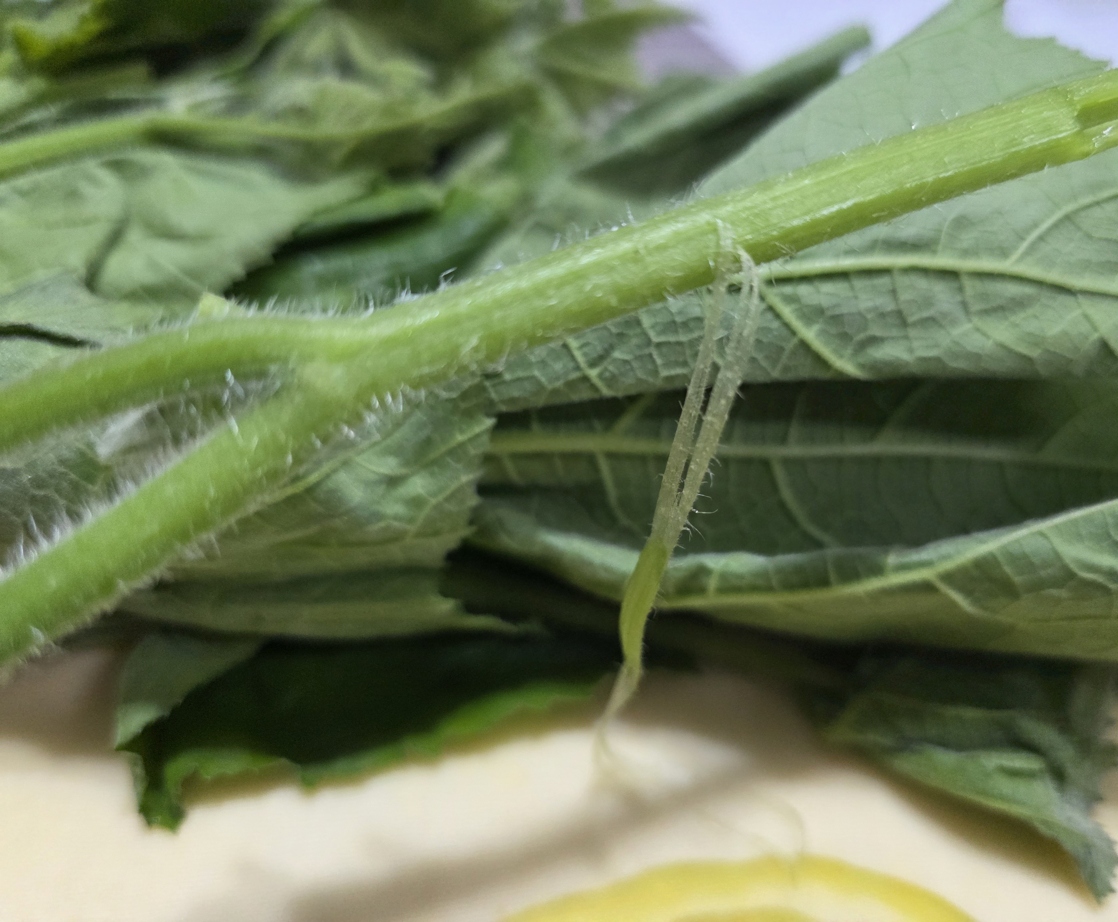 줄기를-손질해서-쪄야합니다.