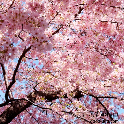 벚꽃 개화 시기 2025 인천 벚꽃 구경 볼만한 곳