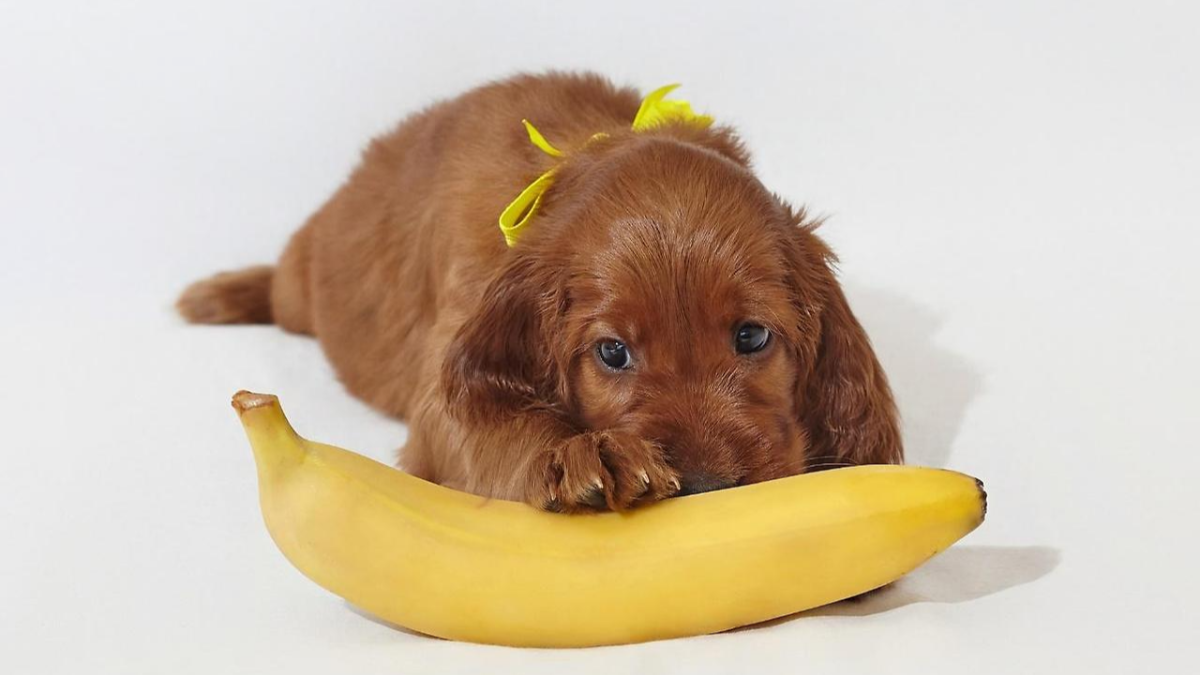 강아지 바나나 먹어도 될까요?