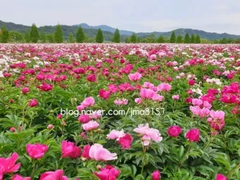 핫들생태공원 합천 산청 진달래축제_15