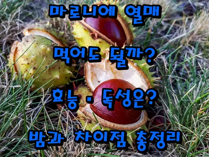 마로니에 열매 먹어도 될까? 효능·독성·밤과 차이점 총정리