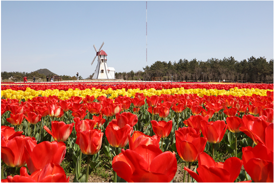 2025년 섬 튤립축제