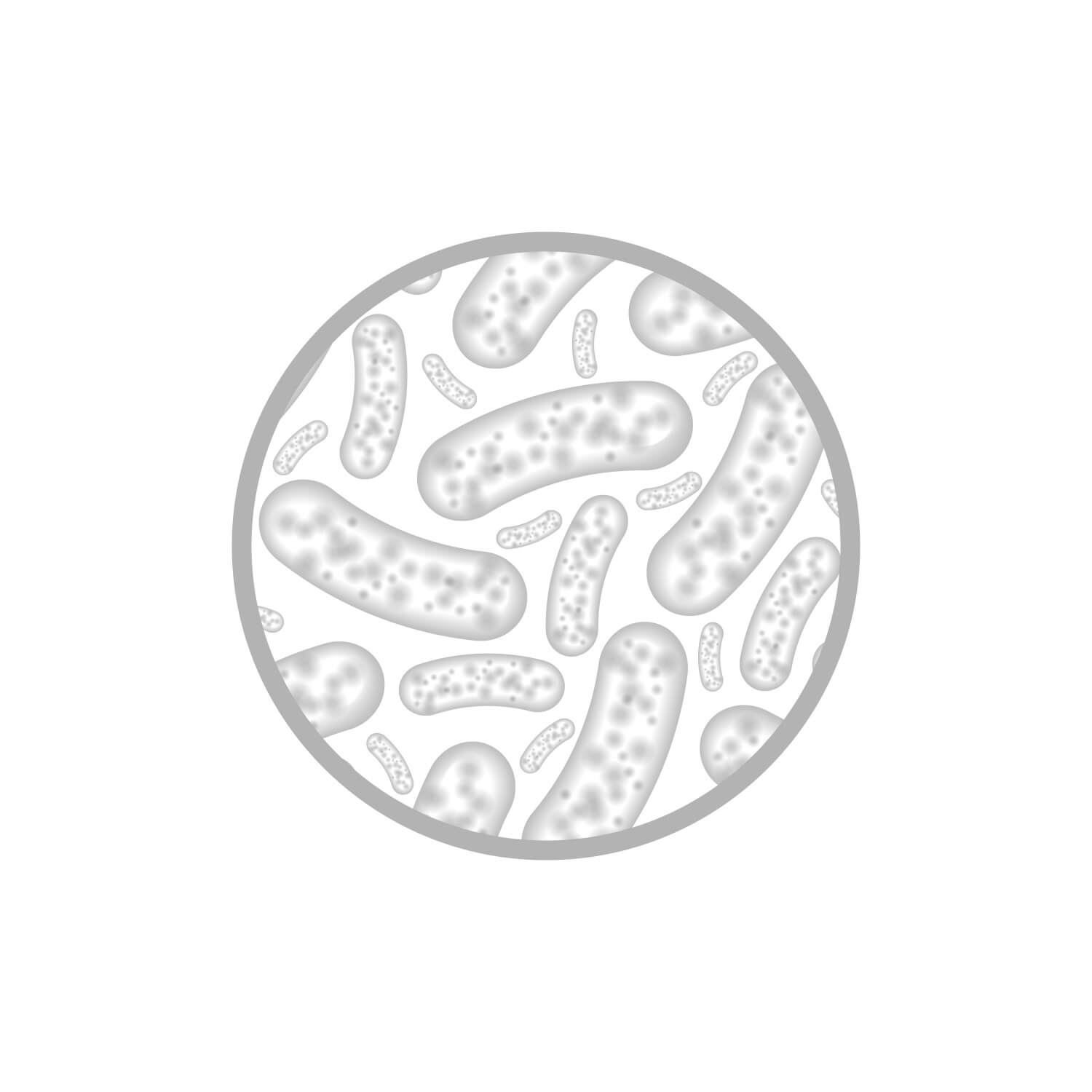 혈당조절유산균