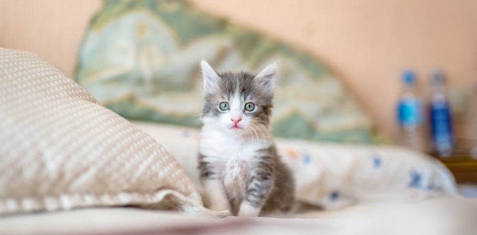 아지, 고양이 애정 표현 방식 차이 관련 사진