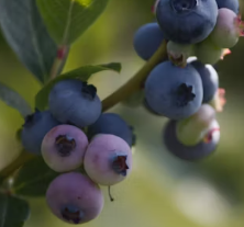 백내장에 좋은 음식 영양제 식단