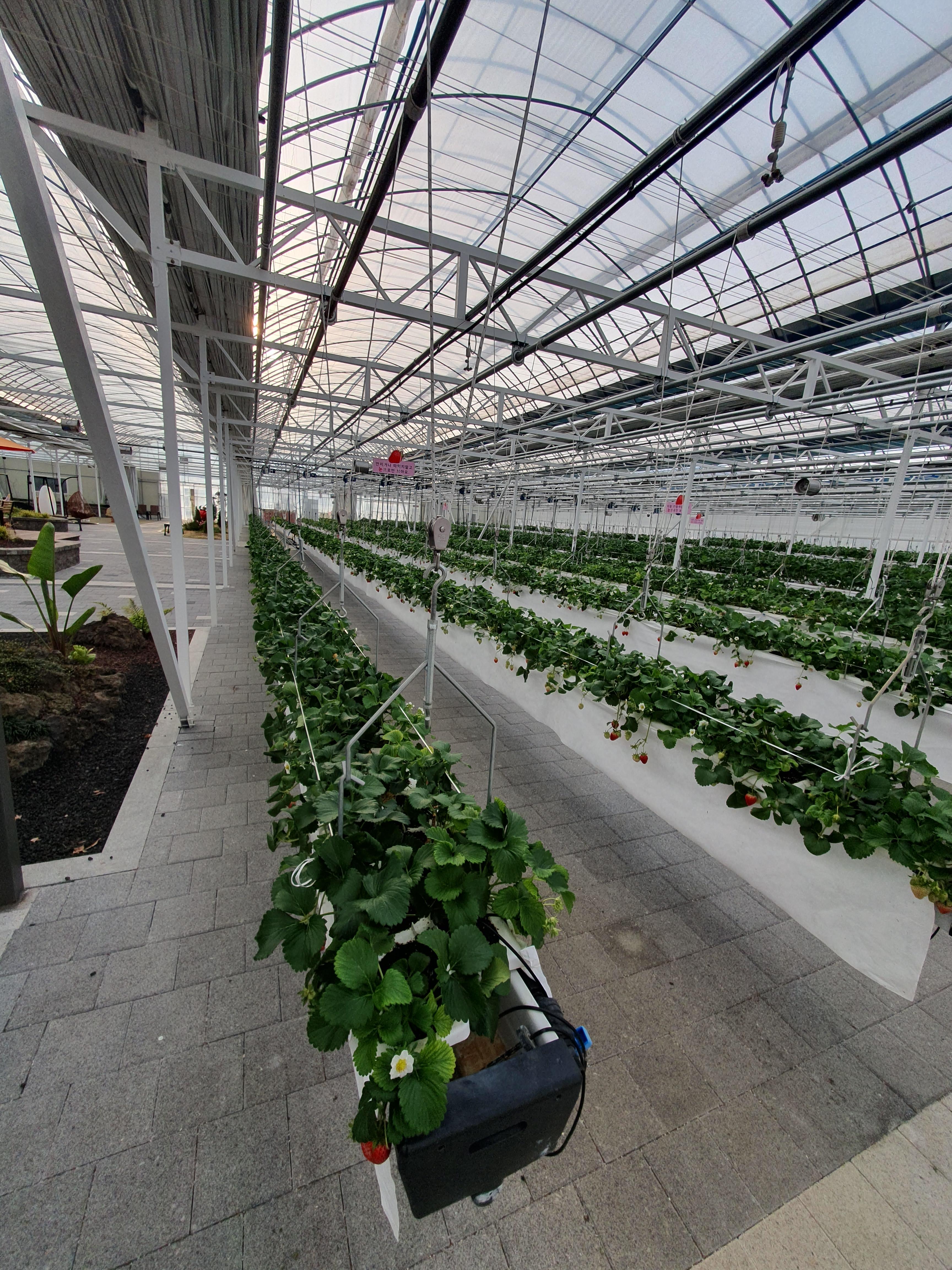 딸기가 정말 주렁주렁 열매가 맺혀 있더군요.