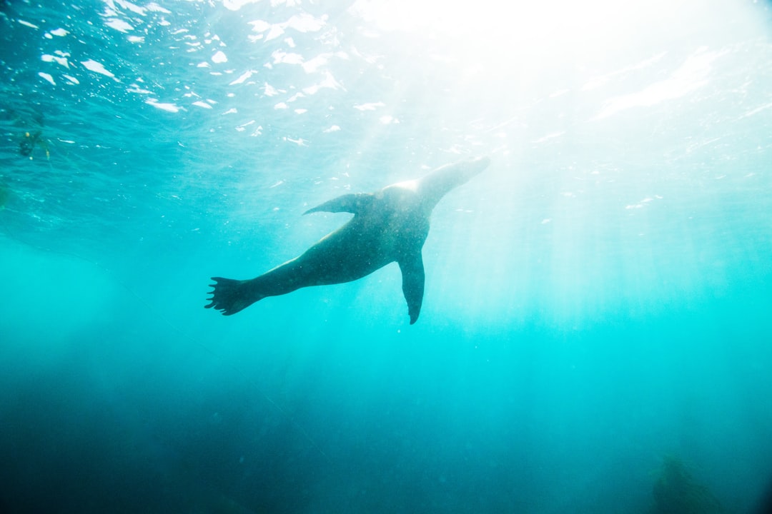 Seal