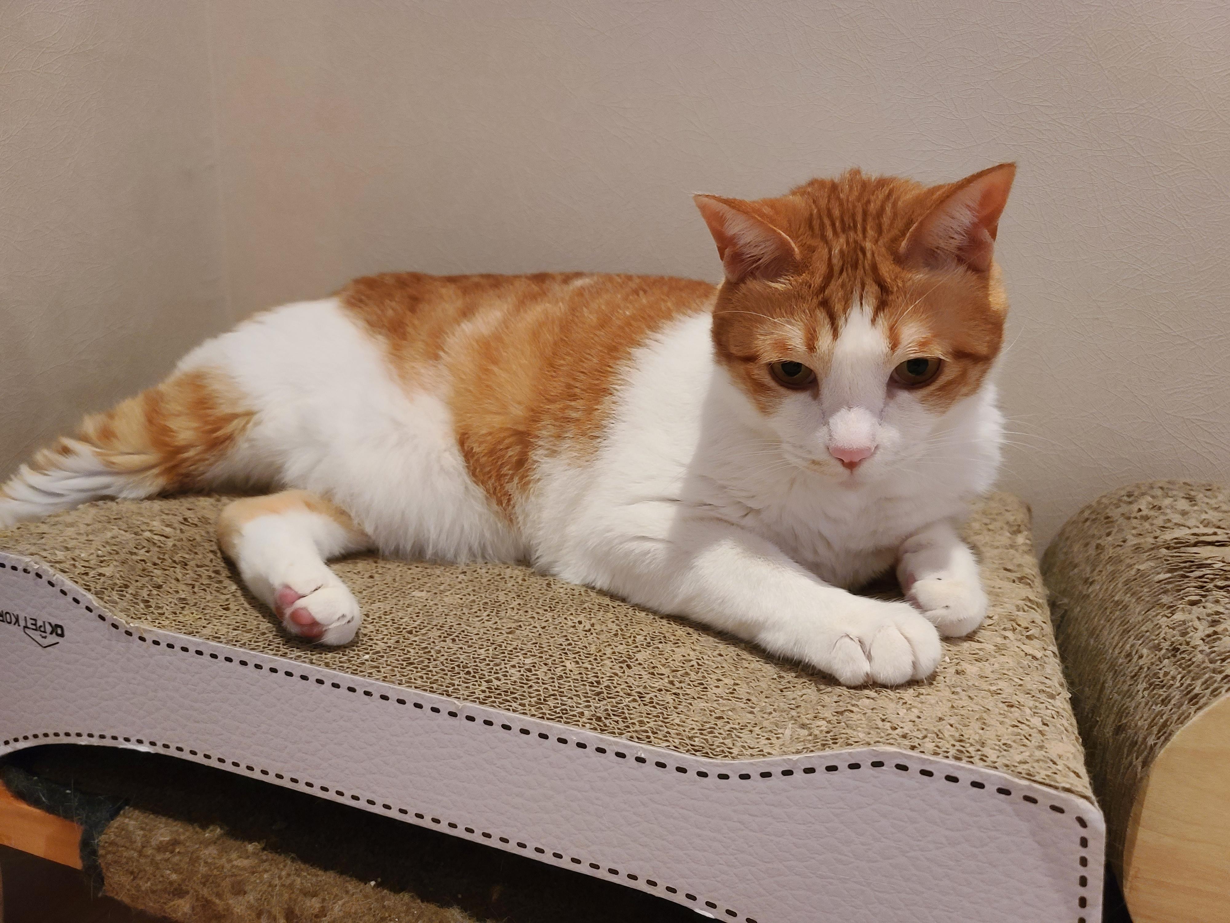 비오는 아침 아홉냥이네 고양이들.