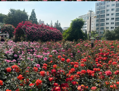 부천 장미축제 날짜 주차장