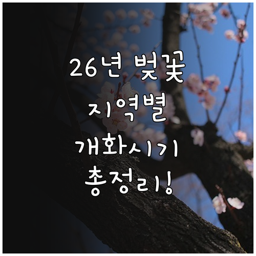 2026년 전국 벚꽃 개화 및 절정 ..