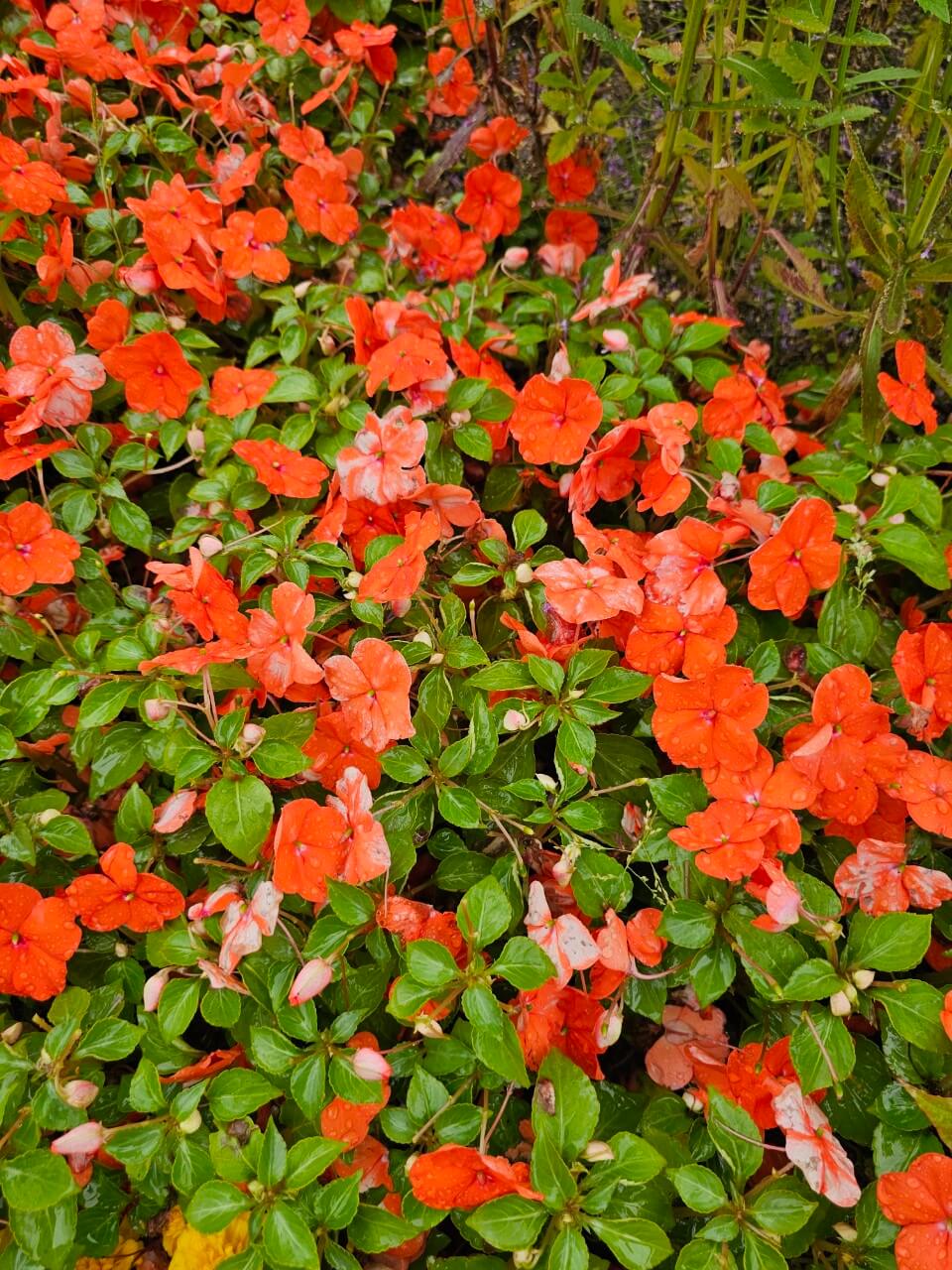 선진국의 장애인 자산관리 복지제도