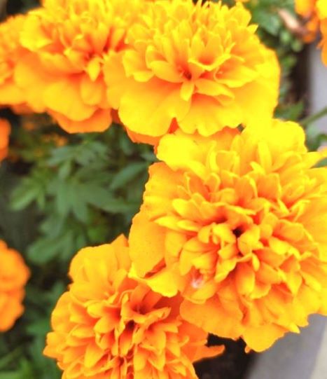 루테인이 다량 함유된 메리골드 꽃 사진