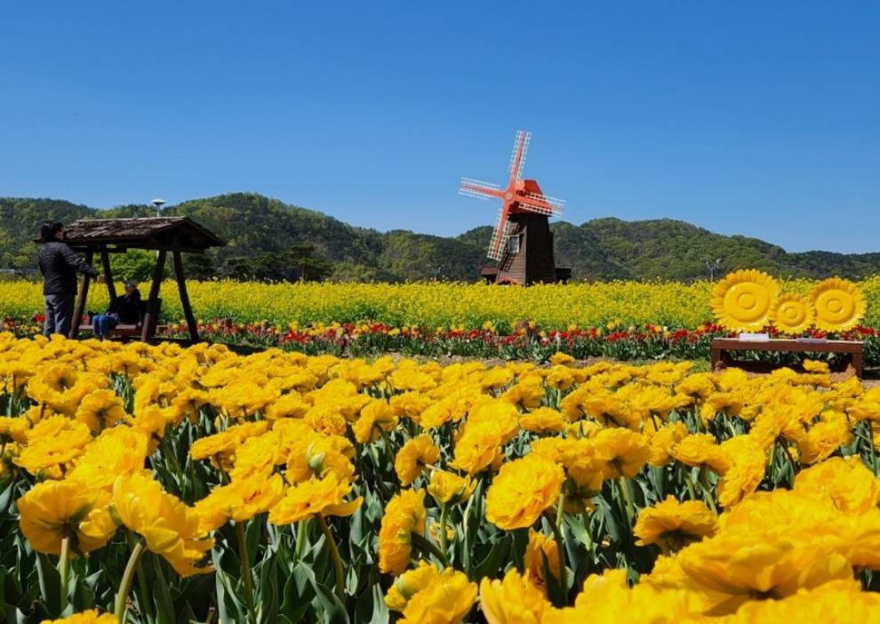 창녕 낙동강 유채축제
