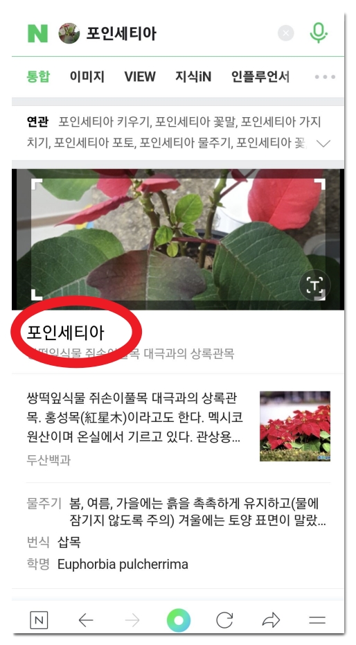 네이버-포인세티아-검색결과